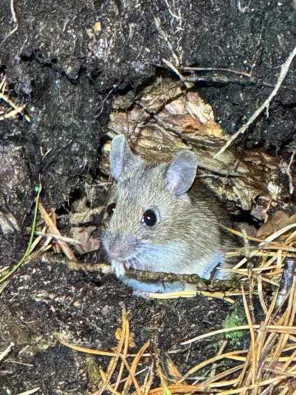 Imatge de l'animal Ratolí lleonat