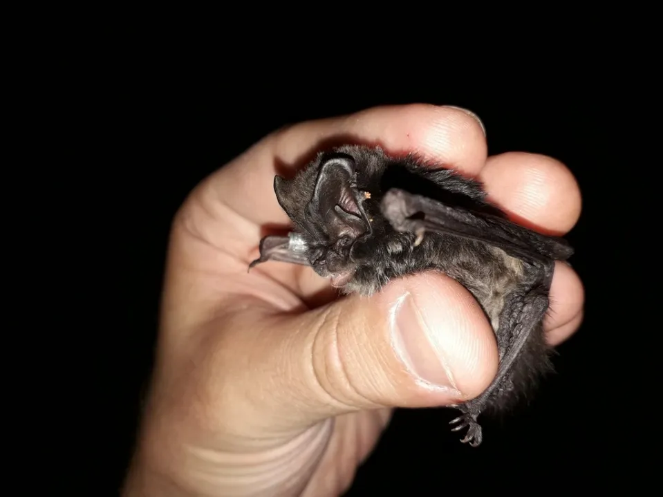 Imatge de l'animal Ratpenat de bosc