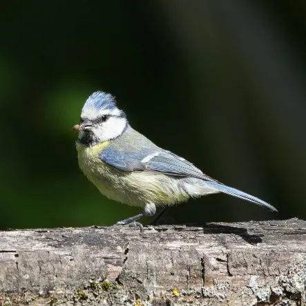Imatge de l'animal Mallerenga blava auroasiatica
