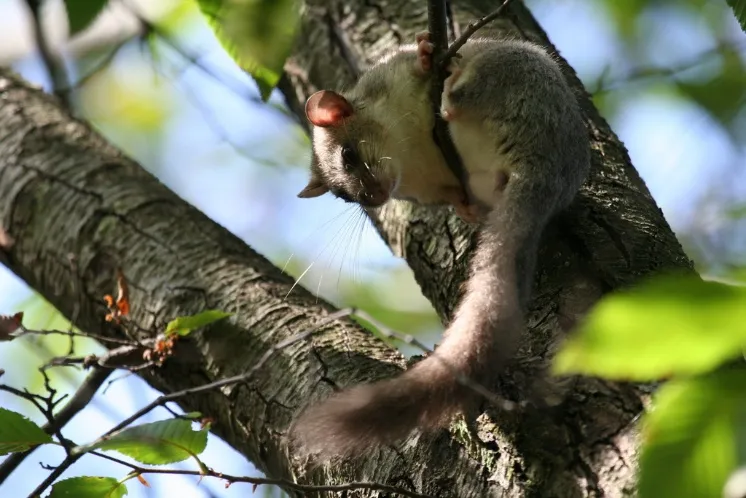 Imatge de l'animal Liró gris