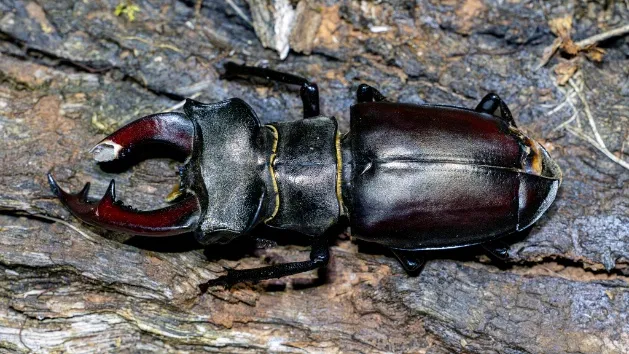 Imatge de l'animal Escanyapolls