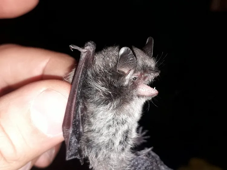 Imatge de l'animal Rater de bigotis petit