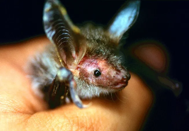 Imatge de l'animal Rater de Bechstein