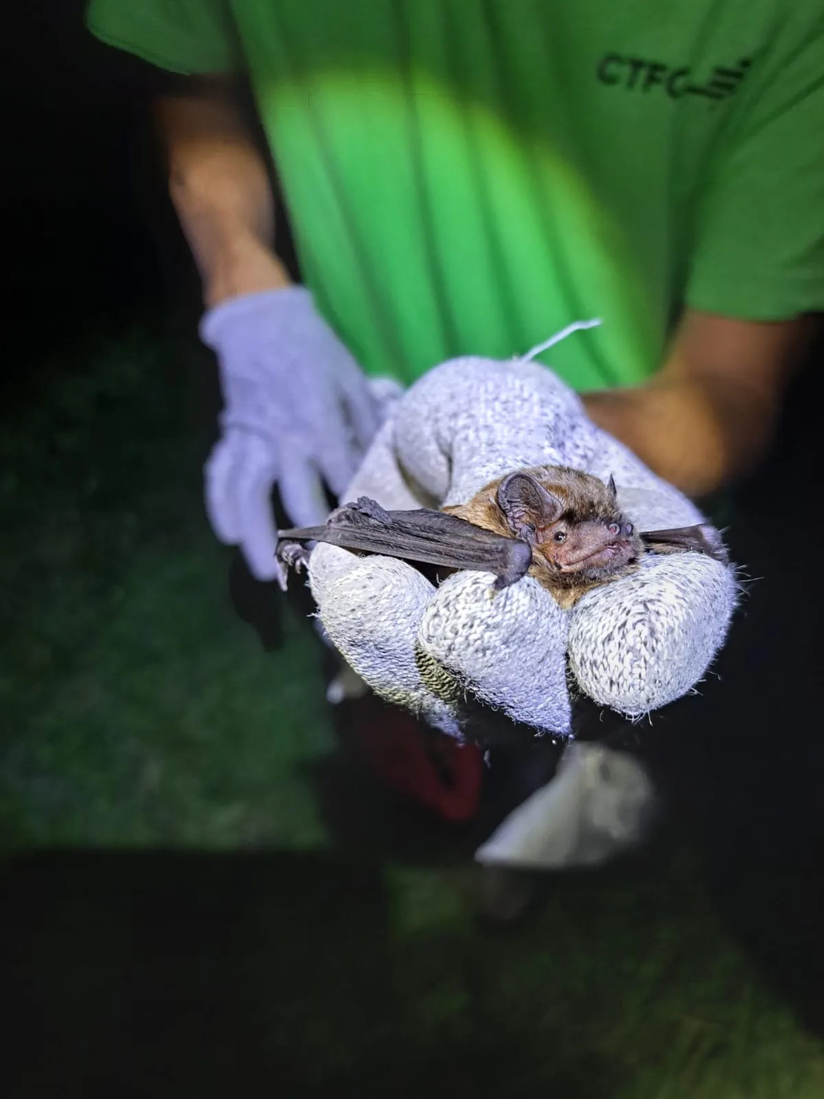 Imatge de l'animal Nòctul petit