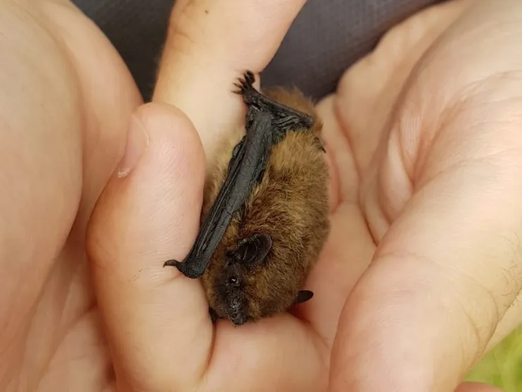 Imatge de l'animal Pipistrel·la de Nathusius