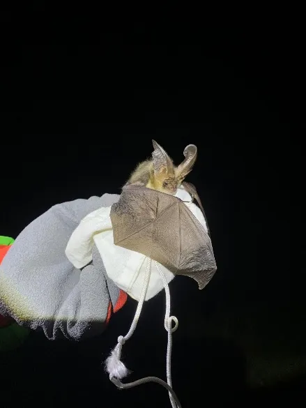 Imatge de l'animal Orellut daurat