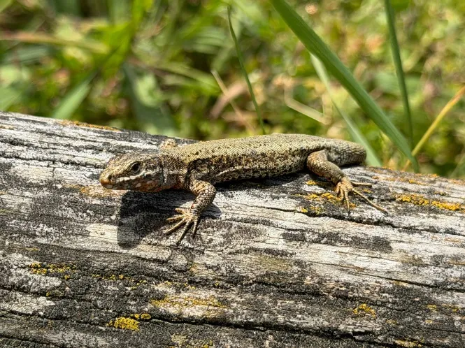 Imatge de l'animal Sargantana roquera