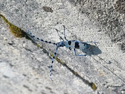 Imatge de l'animal Banyarriquer del faig