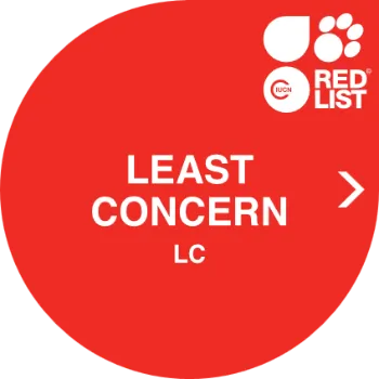 Categoria de conservació: lc