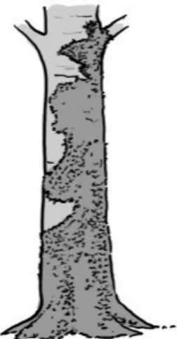 Imatge de la cavitat Briòfits (Molses i hepàtiques)