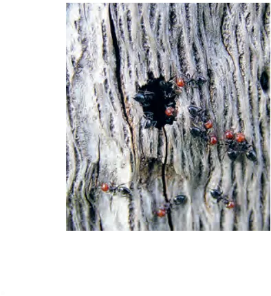Imatge de la cavitat Nius d’invertebrats