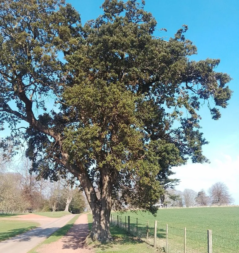 Alzinars (Quercus ilex)