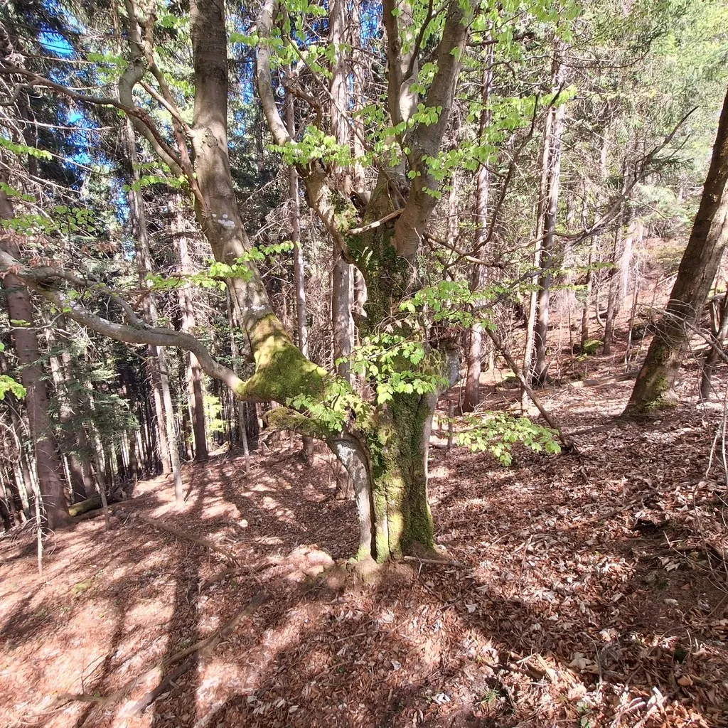 Fageda (Fagus sylvatica)