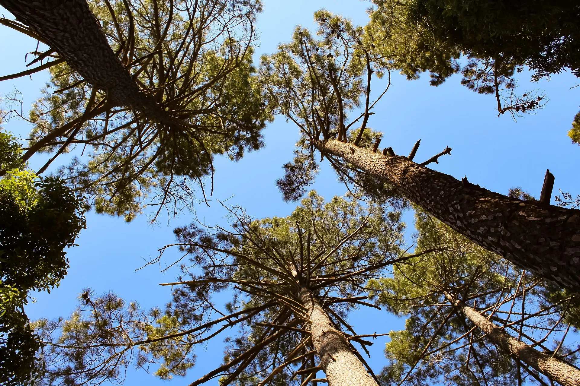 Pinedes (Pinus spp.)