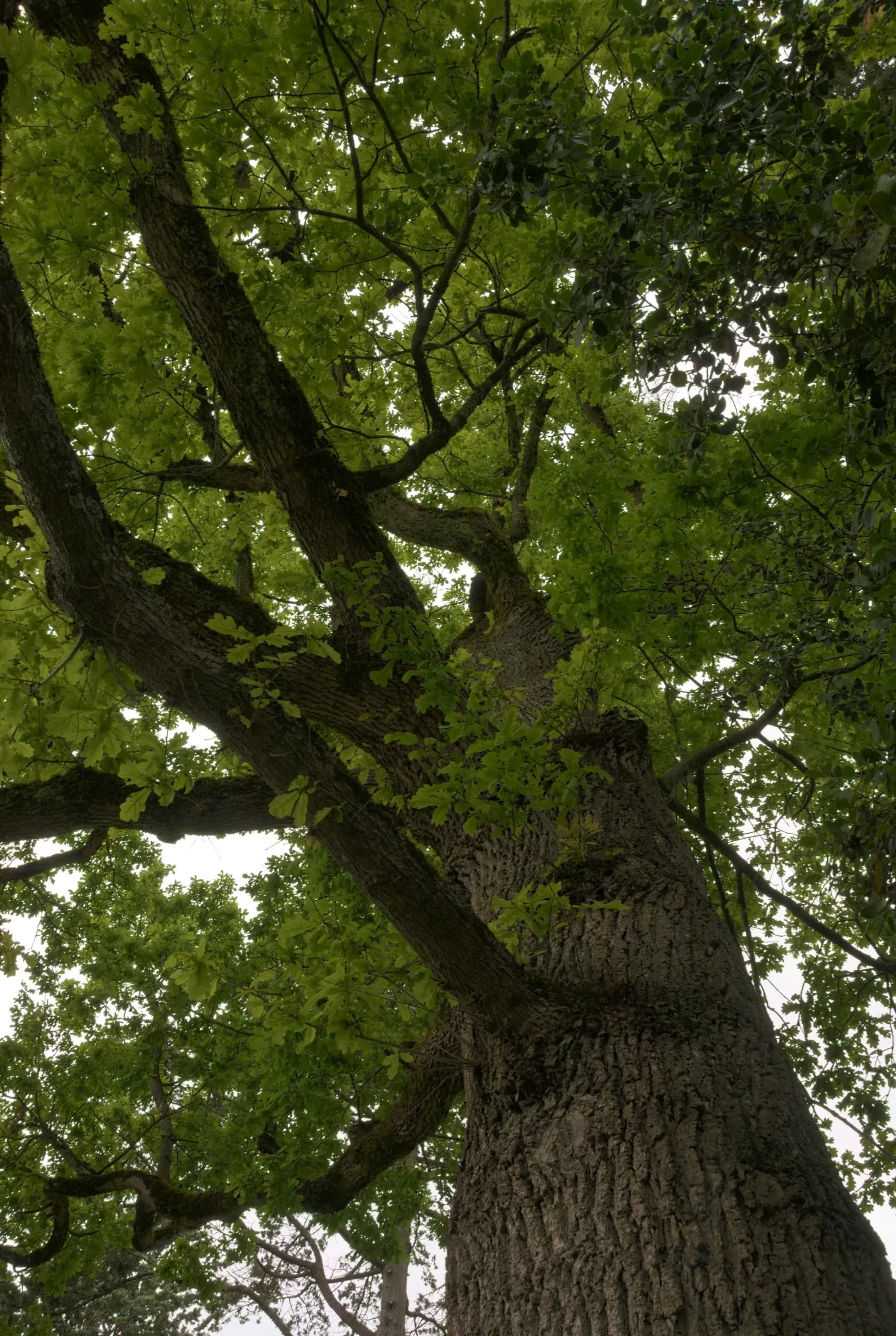 Roure (Quercus spp.)